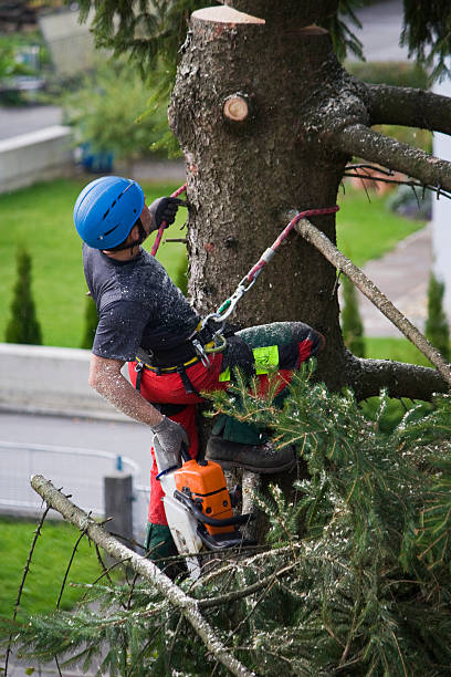 Best Commercial Tree Services  in Dunnstown, PA