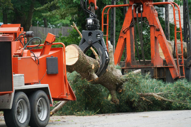 Why Choose Our Tree Removal Services in Dunnstown, PA?