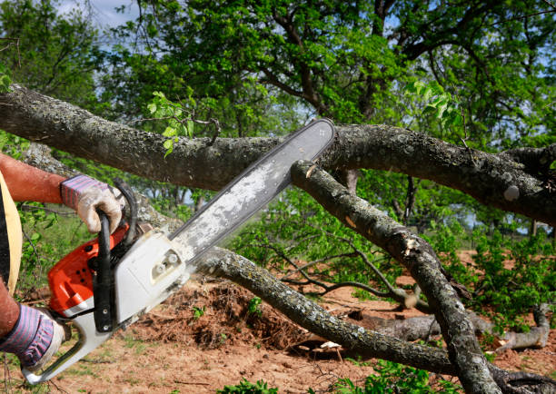 Best Tree Preservation Services  in Dunnstown, PA